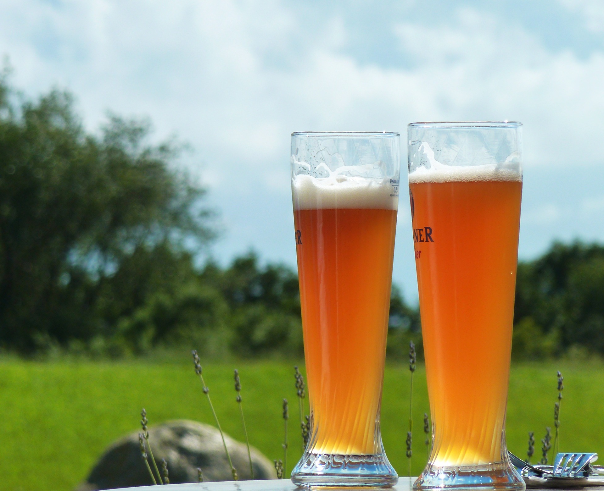 two tall glasses of beer on table with a green field in the background